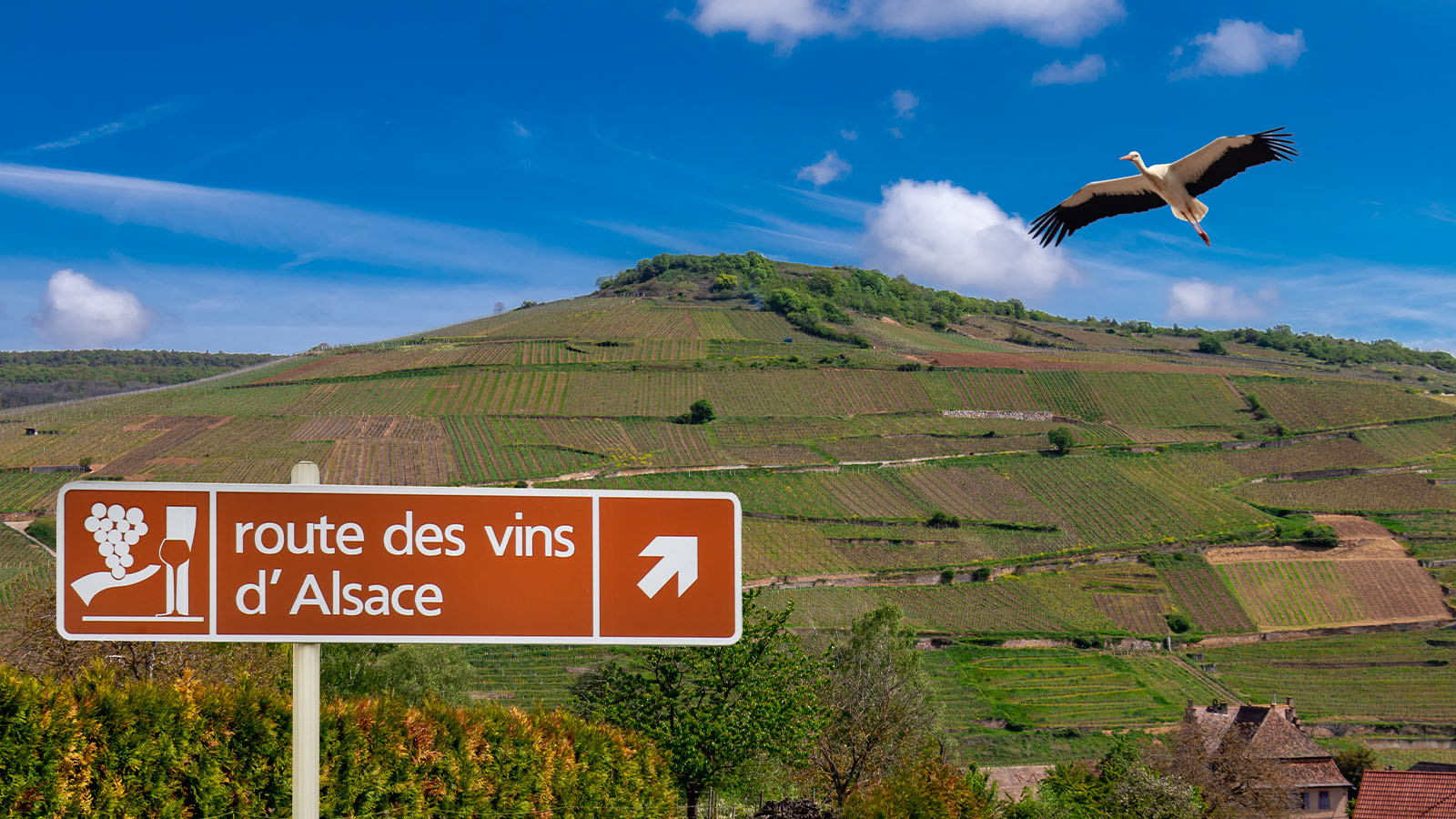 Alsace